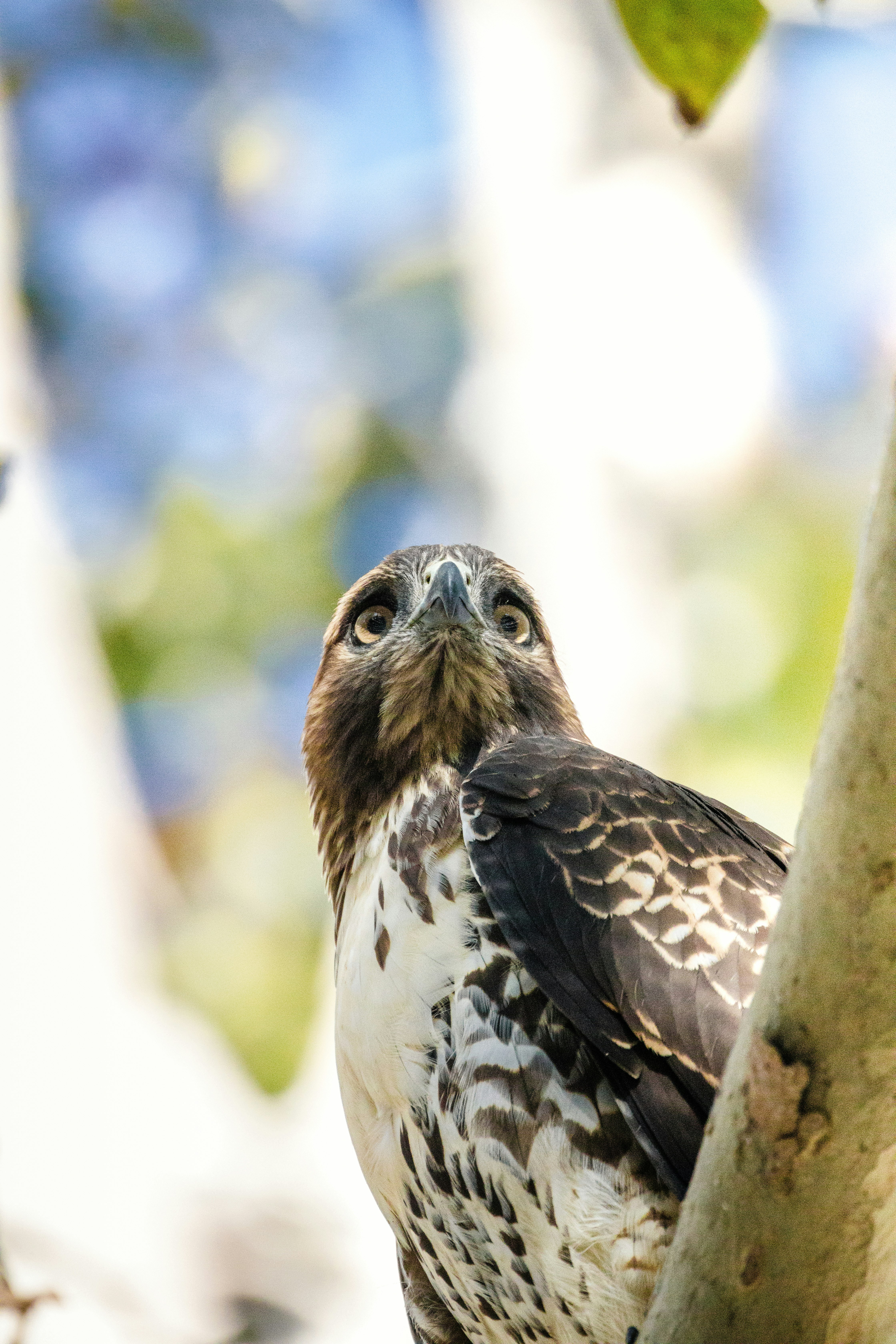 white and brown bird on tree branch during daytime